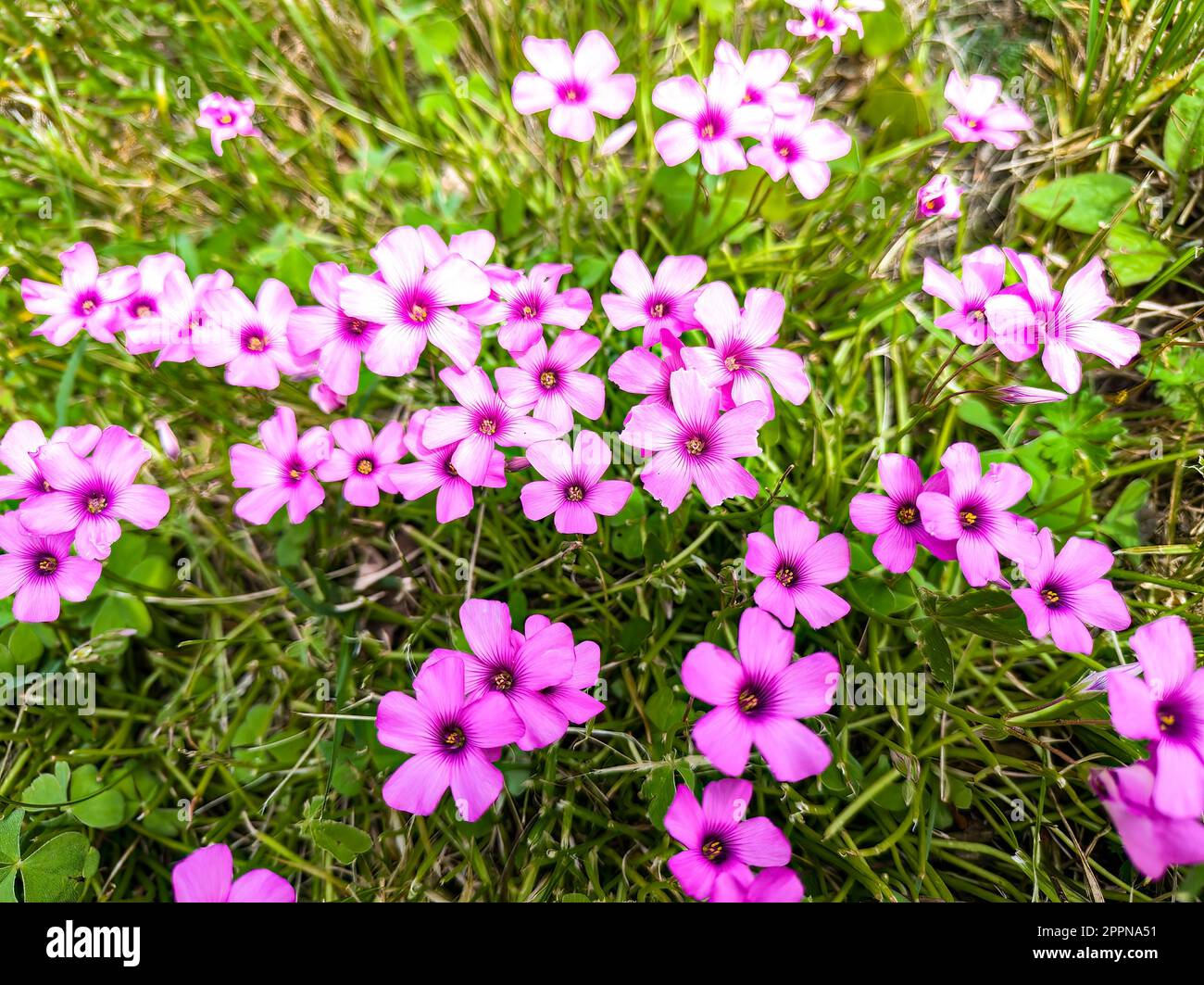 Una foto ravvicinata di Oxalis articulata Savigny, comunemente conosciuta come fiori di trifoglio, che fiorisce su un prato verde in primavera. Foto Stock