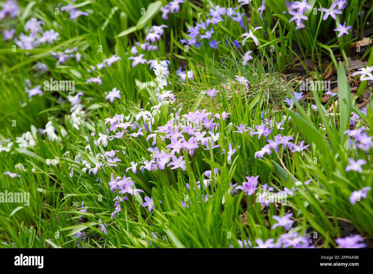Lilla, fiori di primavera bianchi e blu pallido di, Chionodoxa luciliae Violet Beauty, altri chiondoxas e scilla siberica alba nel giardino del Regno Unito aprile Foto Stock