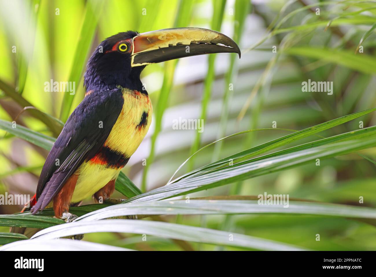 Aracari farciti, uccello tropicale del Costa Rica Foto Stock