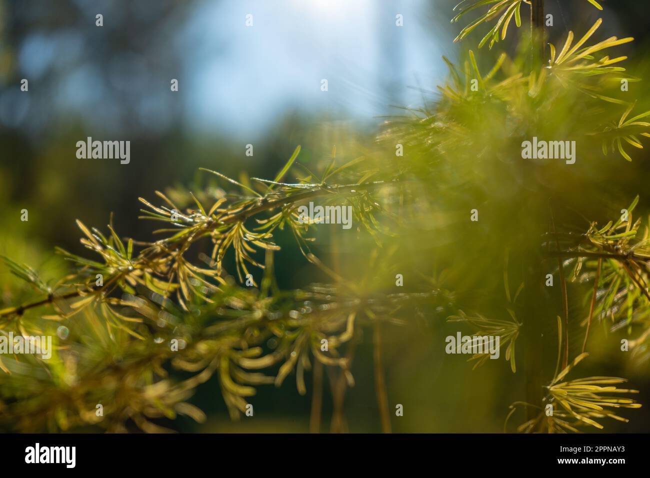Rami dell'albero di conifere Larix sibirica al mattino raggi del sole, fuoco selettivo morbido. Rami di pino di abete allo stato sfocato. Foto Stock