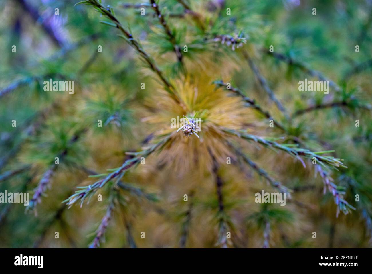 Rami dell'albero di conifere Larix sibirica al mattino raggi del sole, fuoco selettivo morbido. Rami di pino di abete allo stato sfocato. Foto Stock