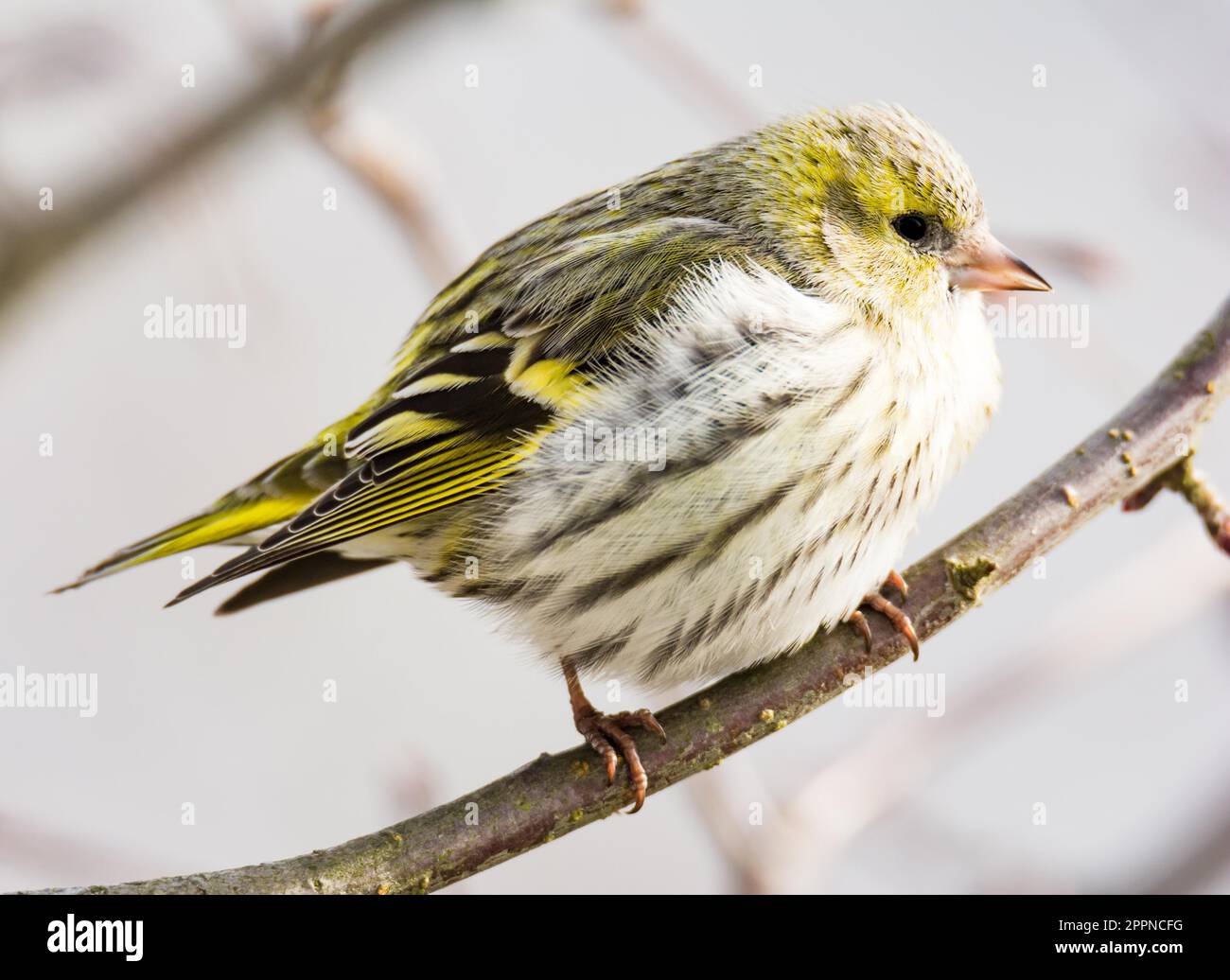 Femmina nera con testa di cardellino (Carduelis spinus) seduto su un ramo di un albero Foto Stock