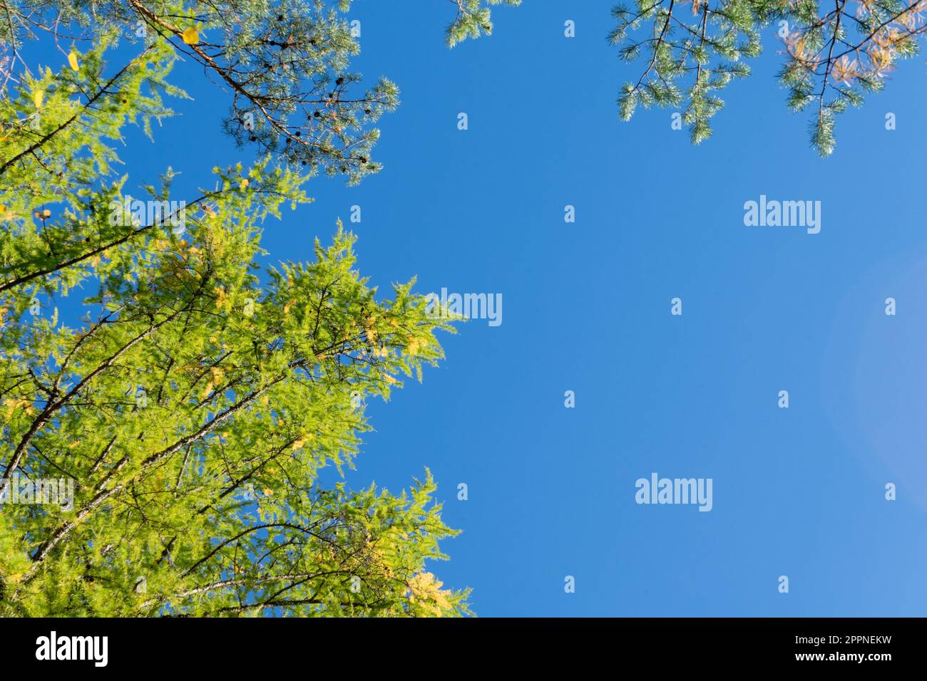 Alberi autunnali con foglie gialle. Alberi con fogliame ingiallito contro un cielo blu chiaro. Vista dal basso. Foto Stock