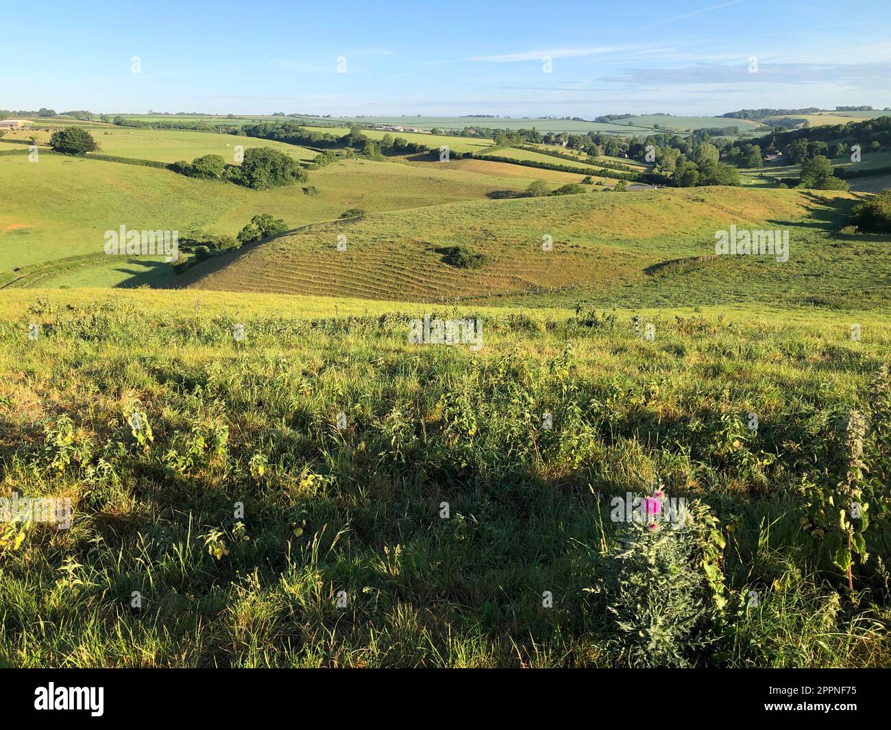 Splendida vista panoramica estiva dalla pista di Donkey Lane tra Oborne e Poyntington, campi verdi e colline ondulate, Dorset, Inghilterra Foto Stock