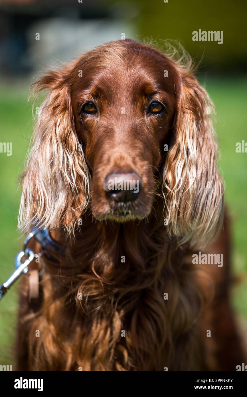 Irlandese Setter rosso Foto Stock