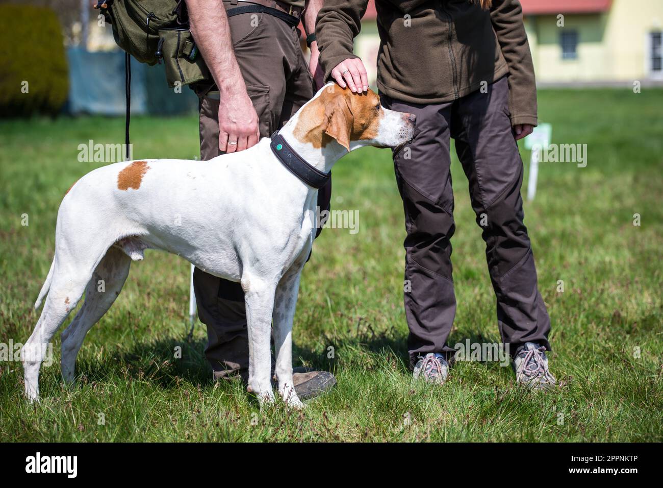 Pointer inglese Foto Stock
