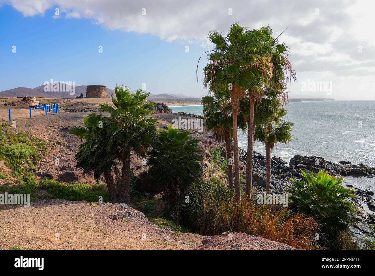 Alberi di palma di fronte al castello di El Toston di fronte all'Oceano Atlantico fuori del villaggio di El Cotillo, nel nord di Fuerteventura, nelle Canarie Foto Stock