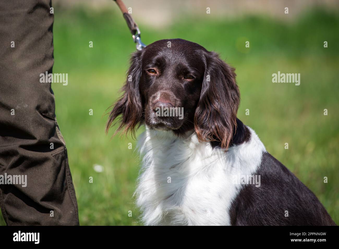 Piccolo Munsterlander, Kleiner Münsterländer Foto Stock