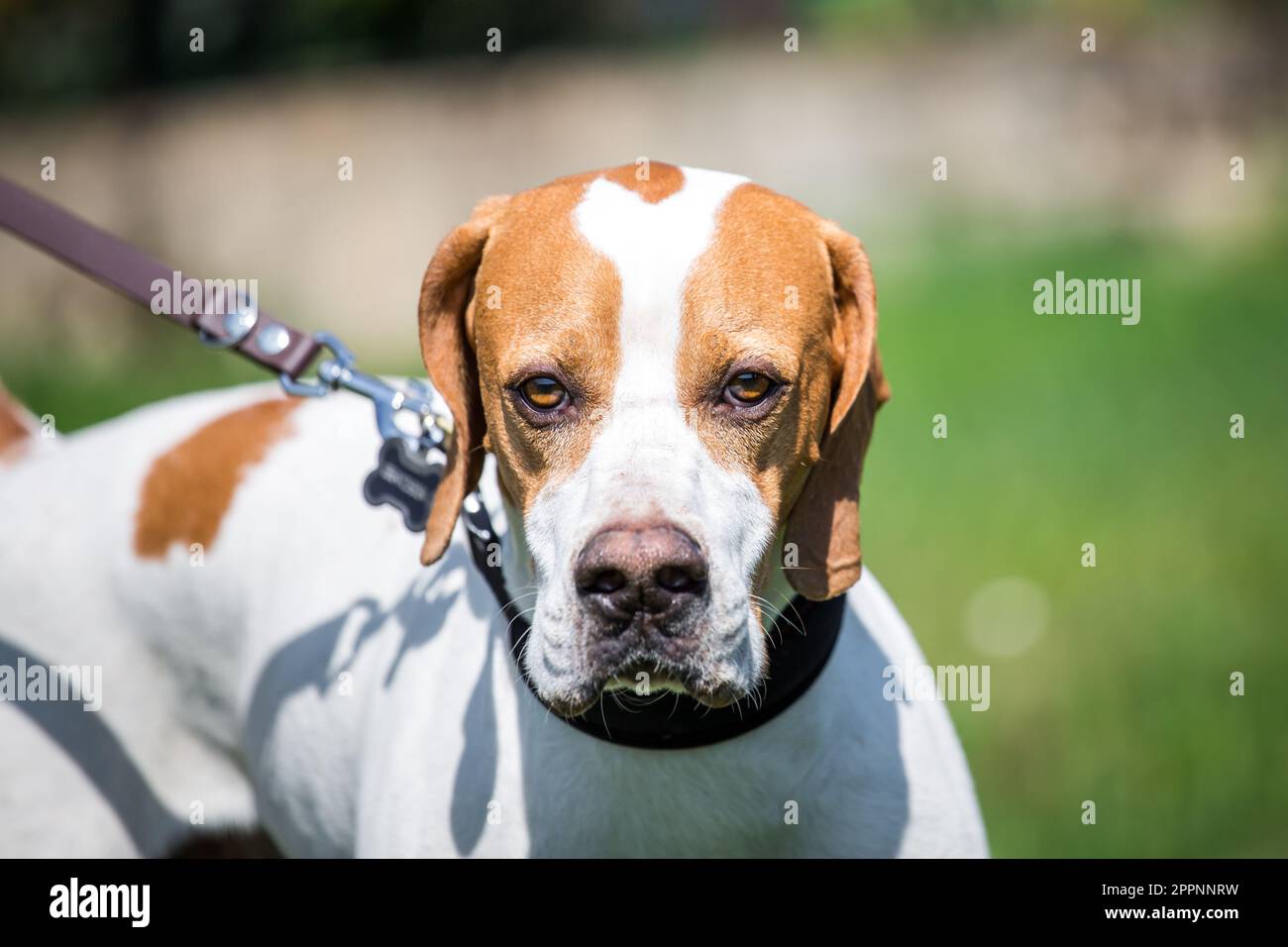 Pointer inglese Foto Stock