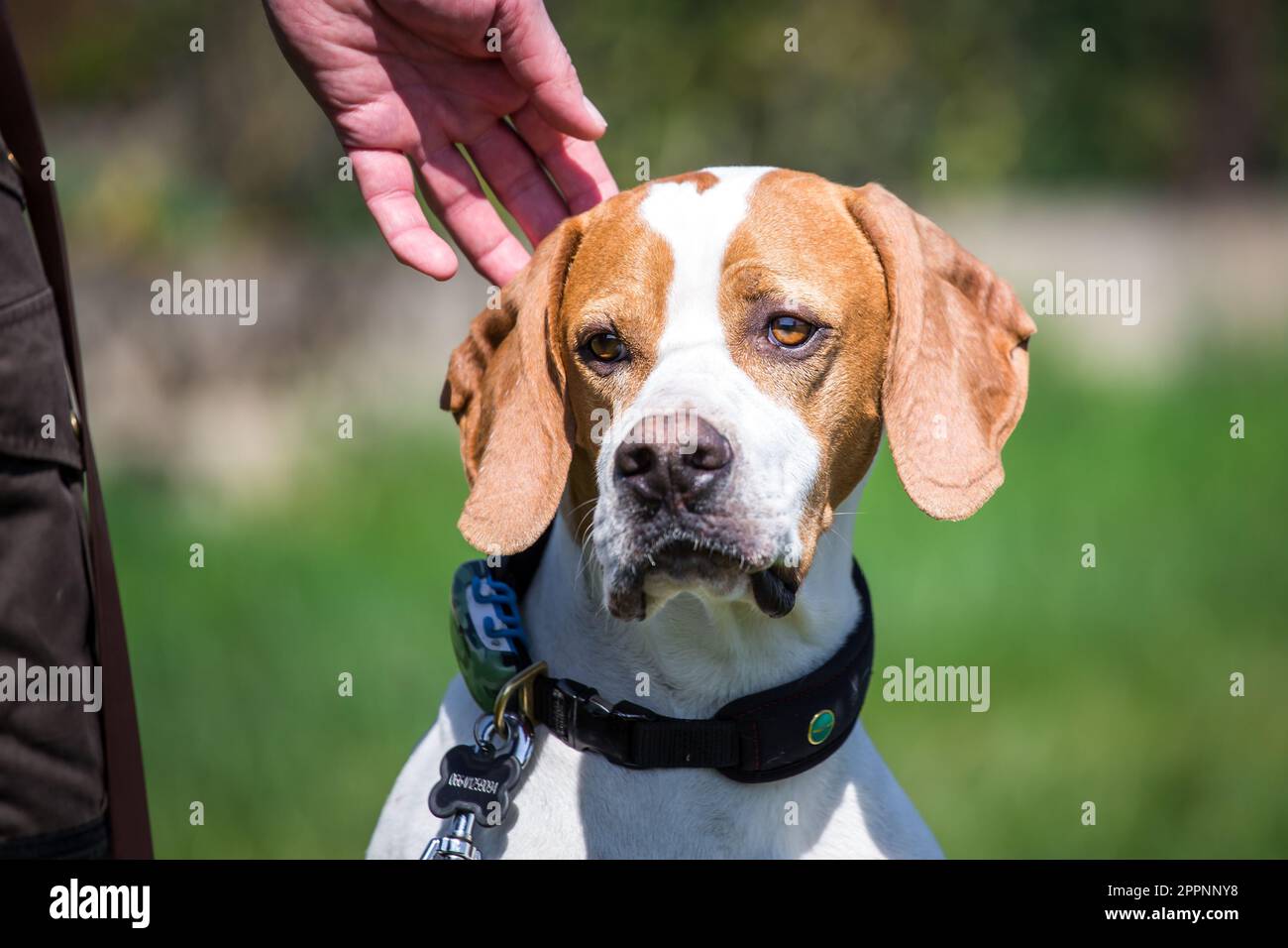 Pointer inglese Foto Stock