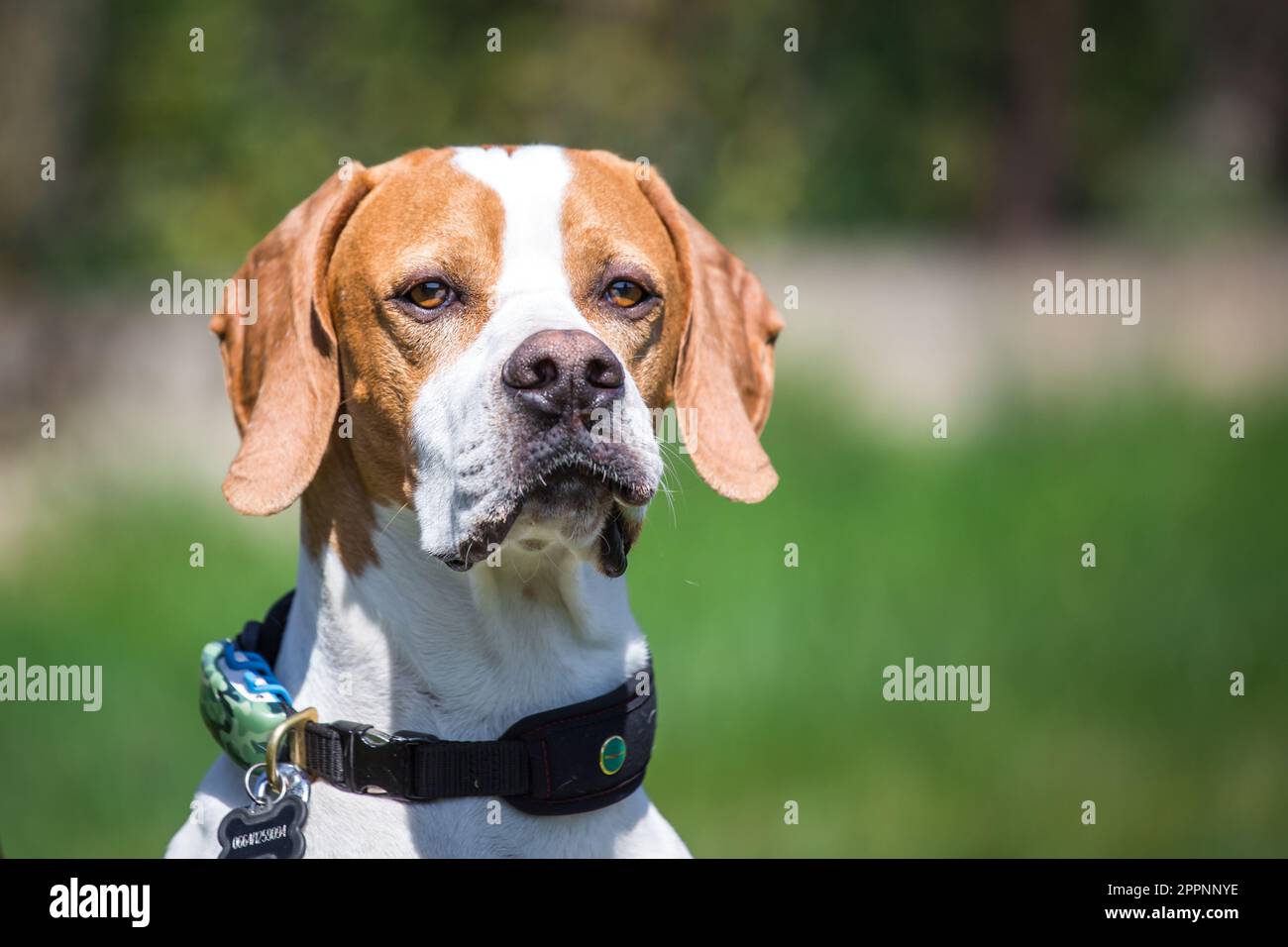 Pointer inglese Foto Stock