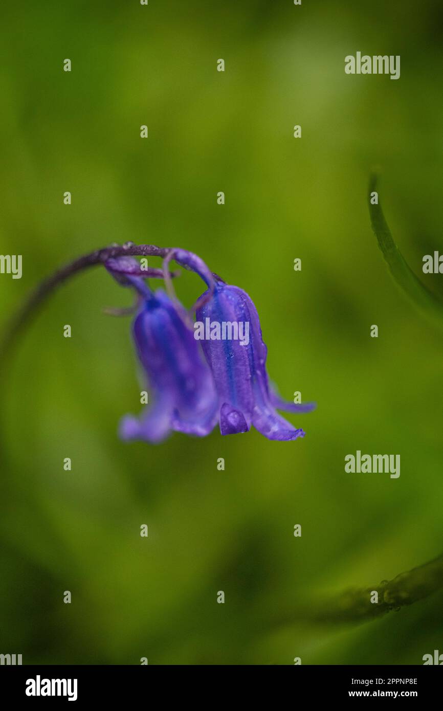 Immagine ravvicinata di una bella primavera fioritura di fiori di Bluebell inglese anche conosciuto come Hyacinthoides non-scripta West Sussex UK Foto Stock