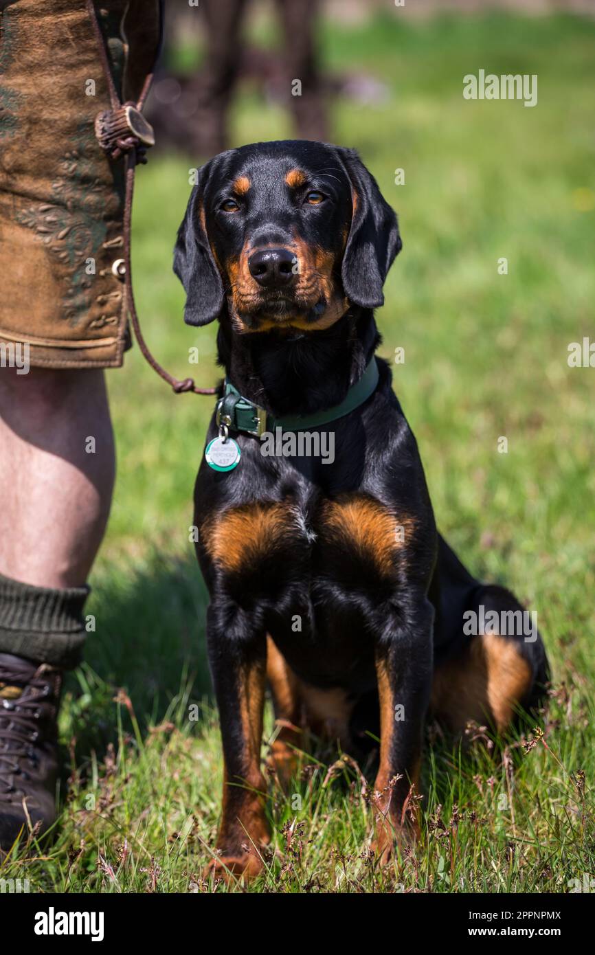 Nero austriaco e Tan Hound, Brandlbracke Foto Stock