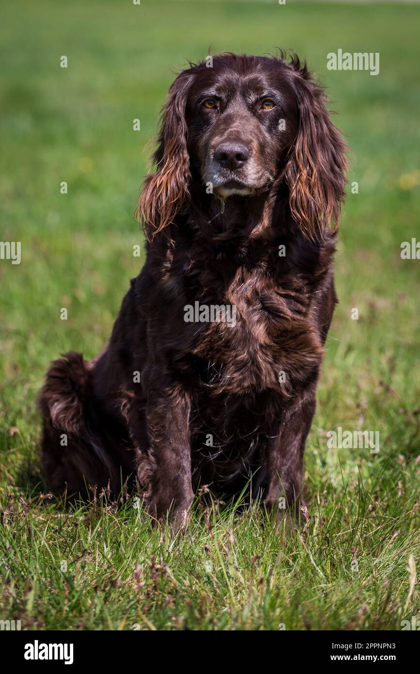Spaniel tedesco, Deutscher Wachtelhund Foto Stock