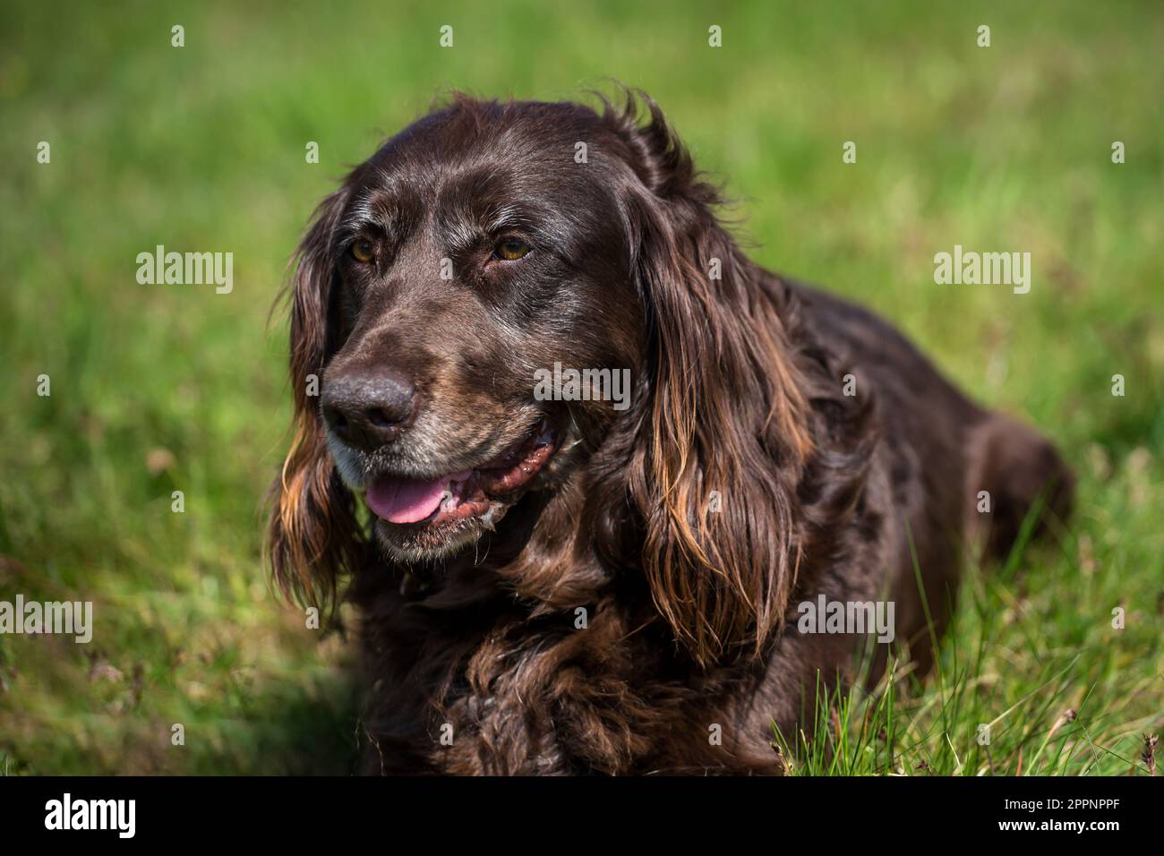 Spaniel tedesco, Deutscher Wachtelhund Foto Stock