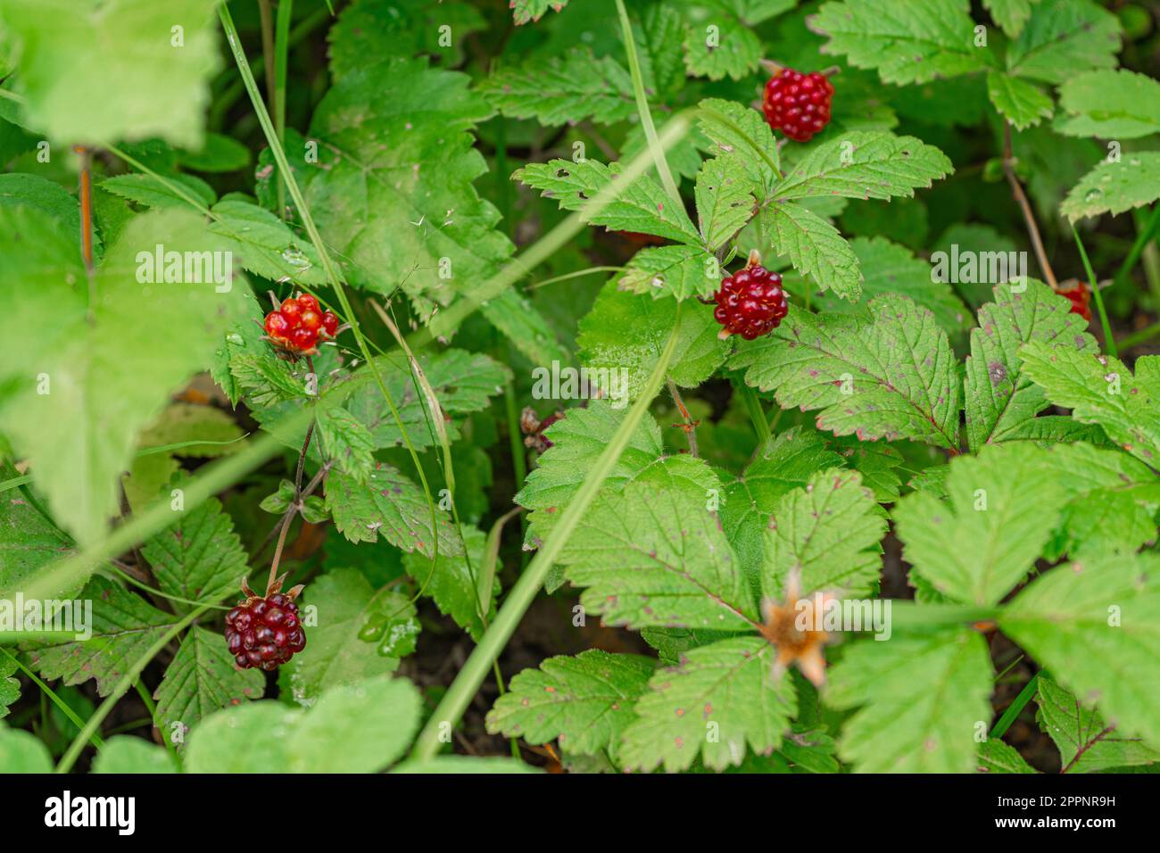 Mirtillo rosso su sfondo di foglie verdi Foto Stock