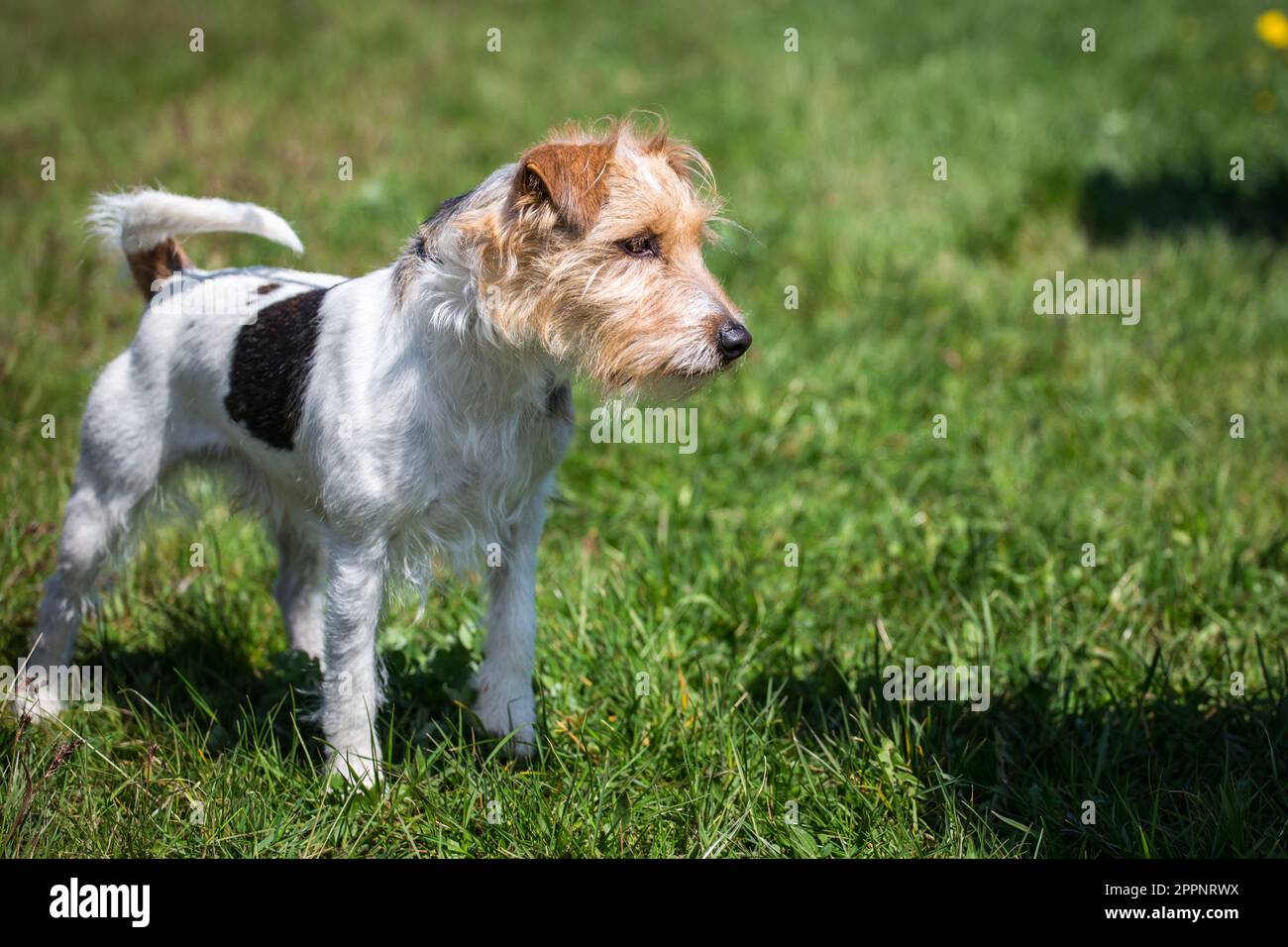 Parson Russell Terrier Foto Stock