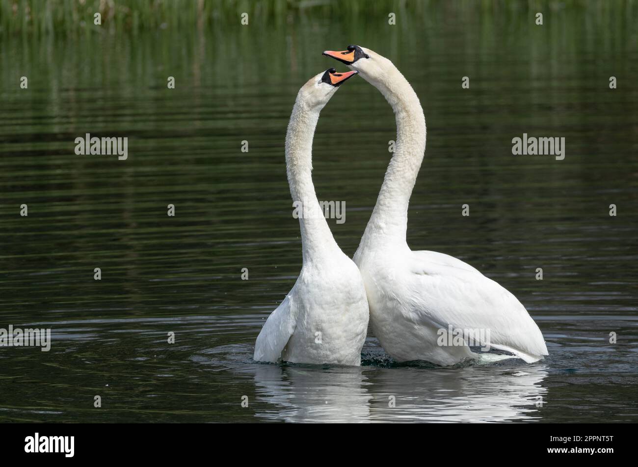 Mute Swan (cygnus olor) corteggiamento. Questa coppia di cigni muti riproduttori mostrano un bel comportamento di corteggiamento durante l'accoppiamento. Foto Stock