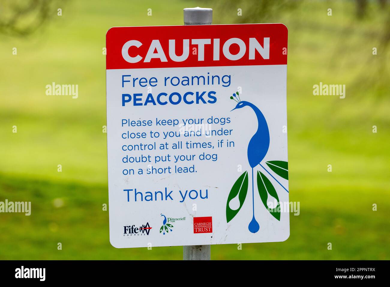 Free Roaming Peacocks segno in Pittencrieff Park, Dunfermline, Fife, Scozia Foto Stock