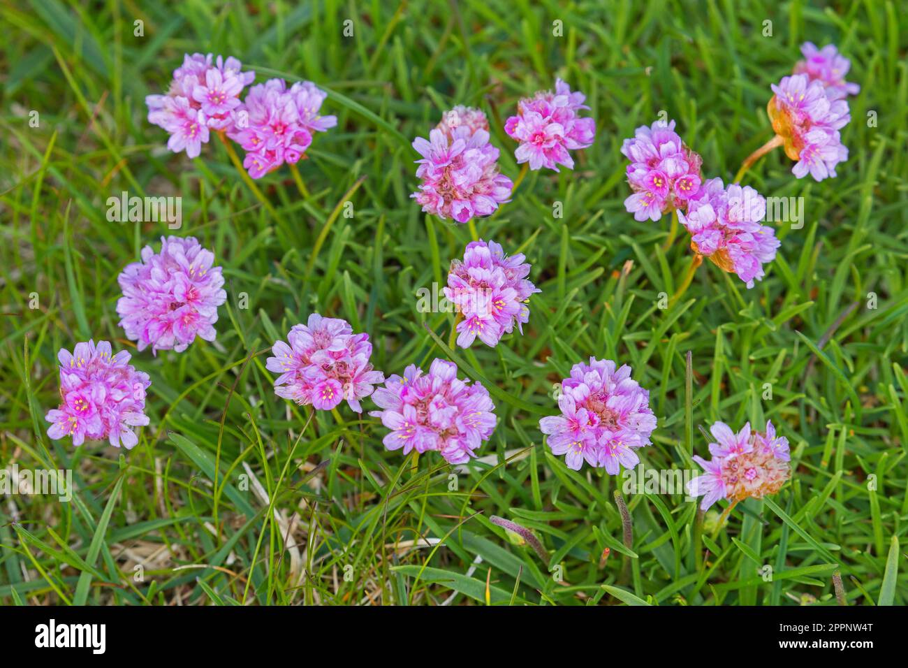 Sea Thrift / rosa mare (Armeria maritima) in fiore lungo la costa atlantica in estate Foto Stock
