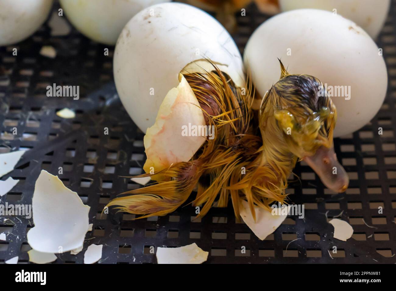 Primo piano di crack uovo anatra prima della nascita. Il processo di schiusa da uova d'oca nell'incubatore Foto Stock