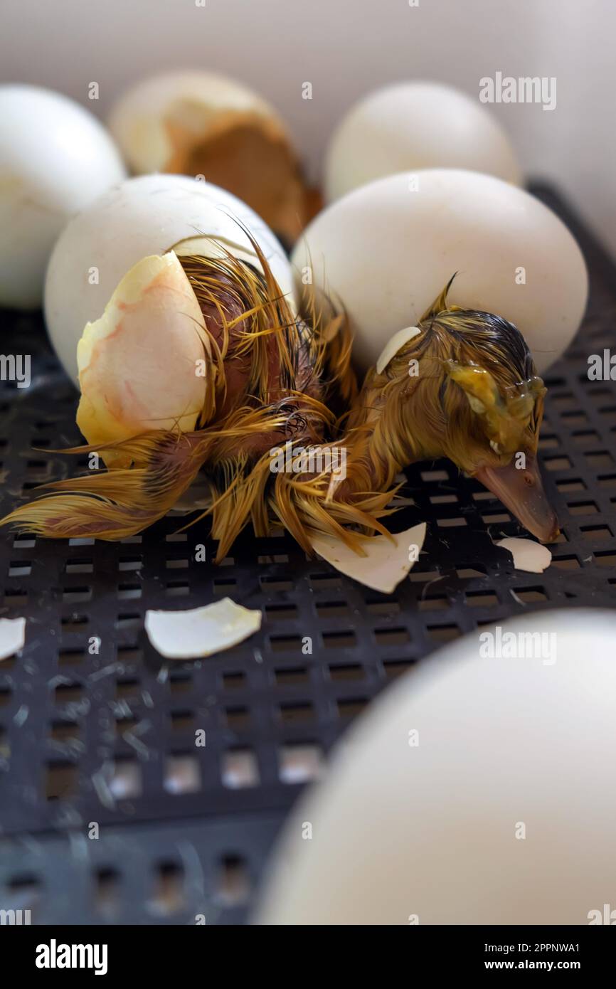 Processo di cova da uova d'oca nel incubator. Primo piano di crack uovo anatra prima della nascita Foto Stock