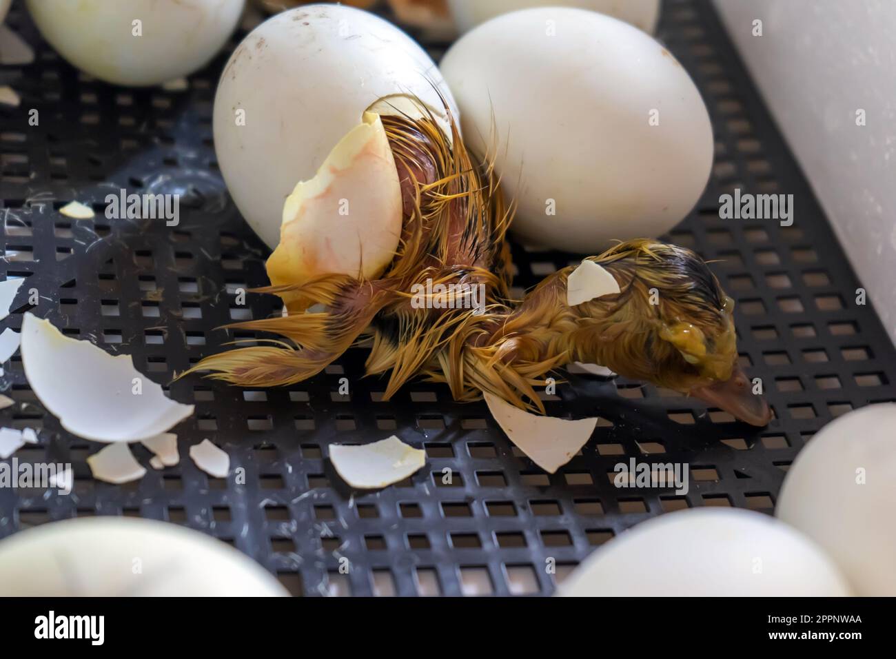 cova di un pollo d'anatra in un incubatore. Foto Stock