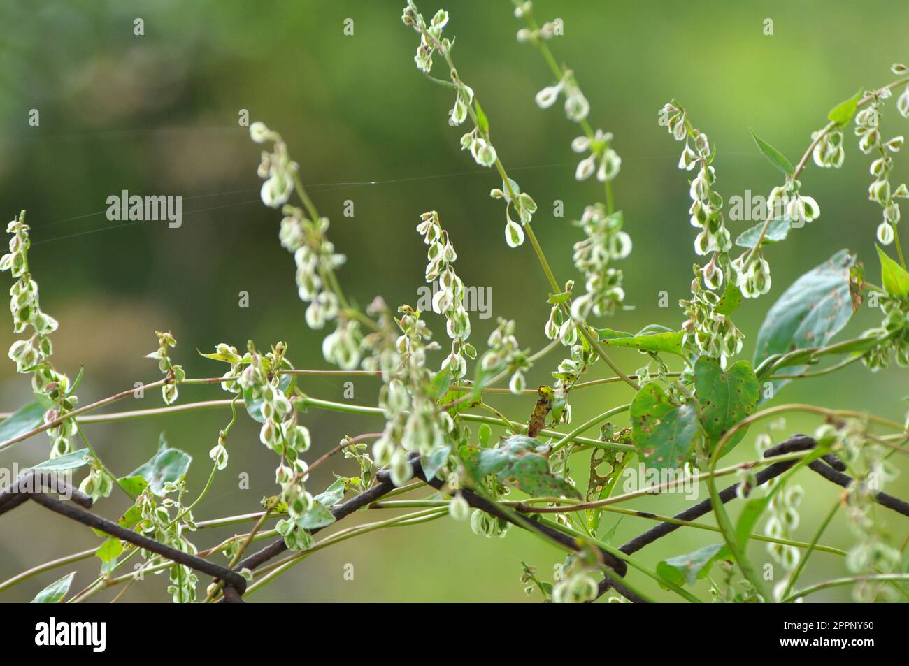 Arbusto selvatico grano saraceno (Fallopia dumetorum), che torce come un'erbaccia che cresce in natura Foto Stock