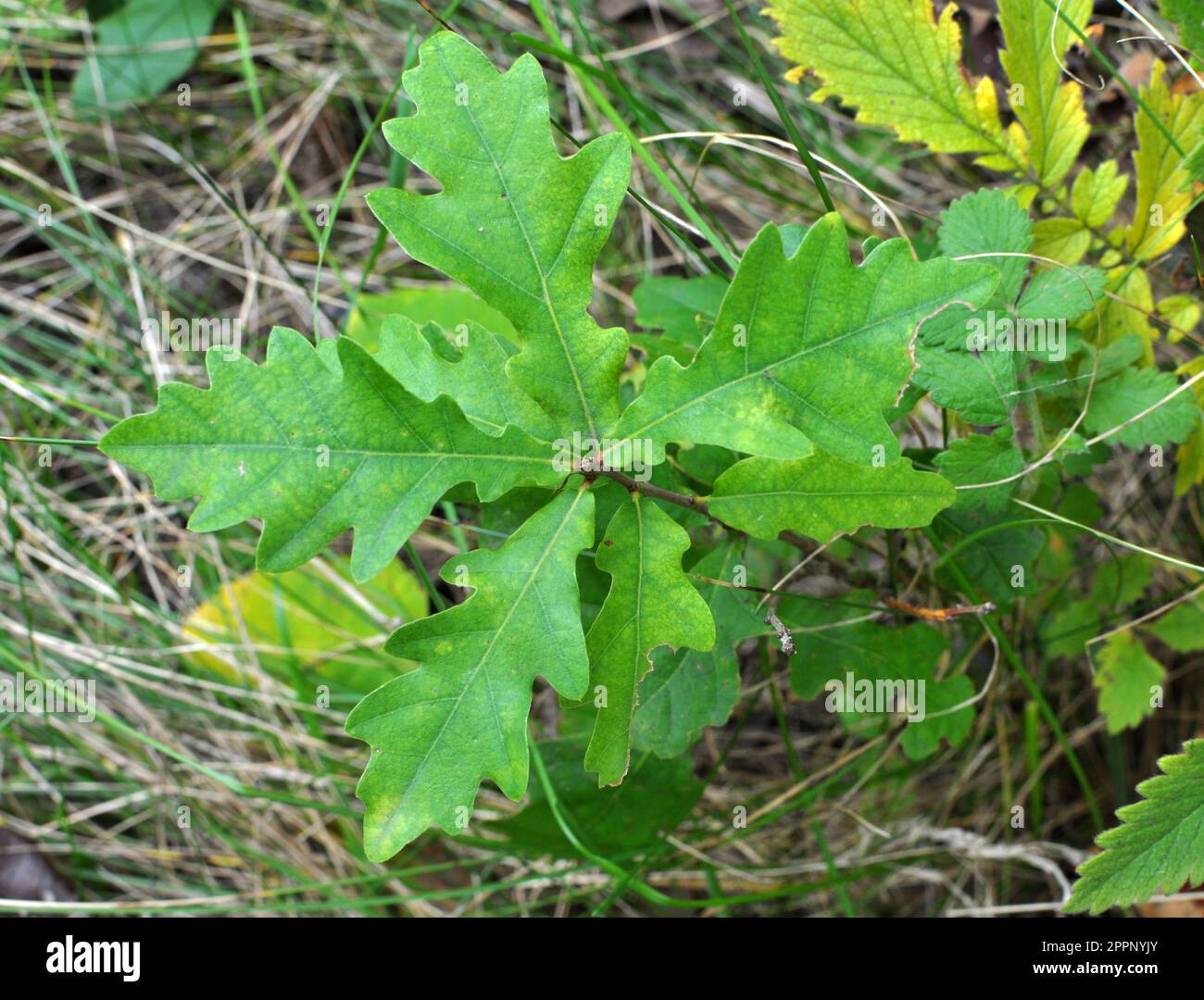 In natura, una giovane piantina di quercia cresce con le foglie Foto Stock