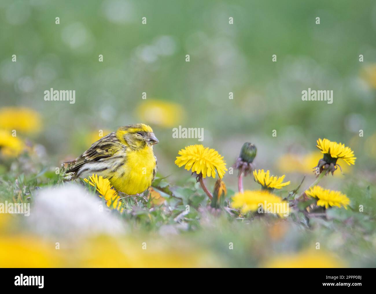 European Serin, il più piccolo membro della famiglia Finch in Europa. Abbastanza un buon mimetaggio ha tra quei fiori gialli. Foto Stock