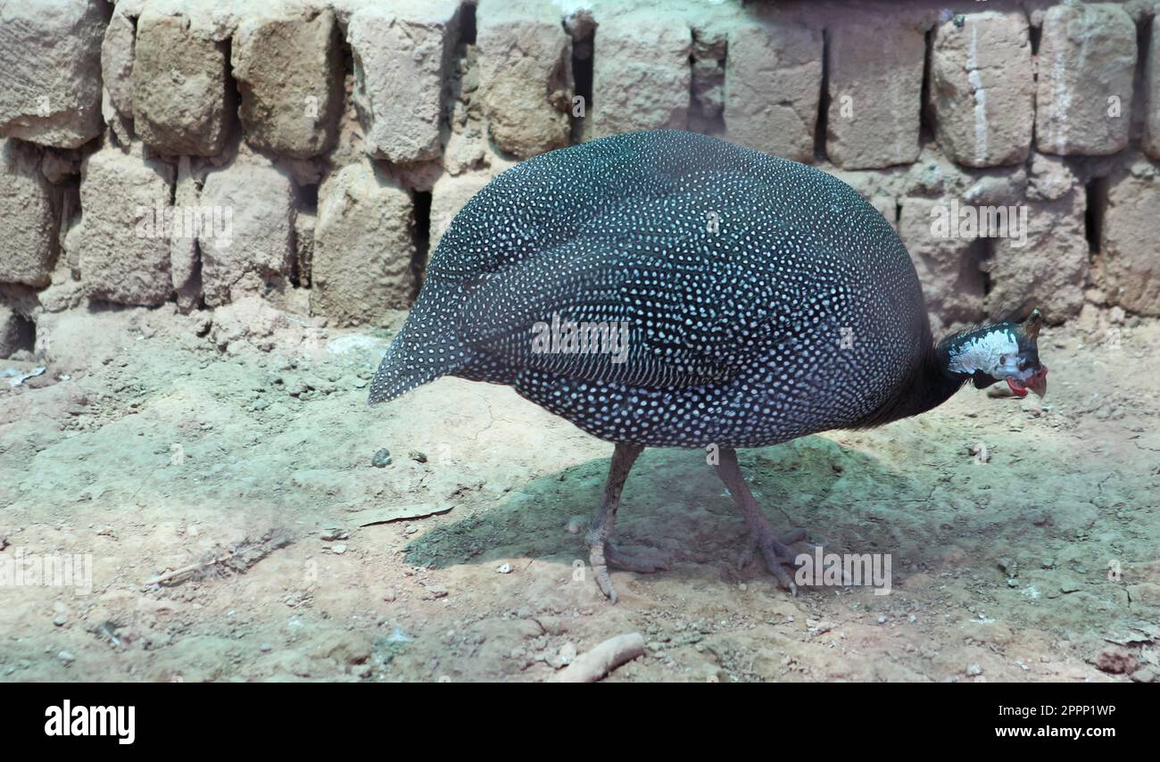 Uccello guineafowl in elicottero nel parco dello zoo Foto Stock