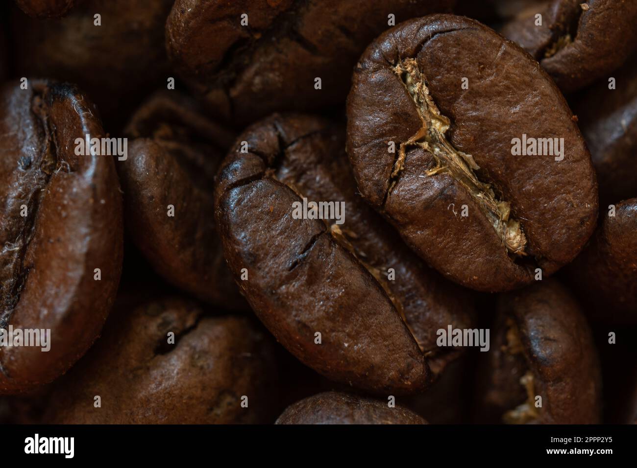 Un primo piano di un mucchio di chicchi di caffè appena raccolti Foto Stock