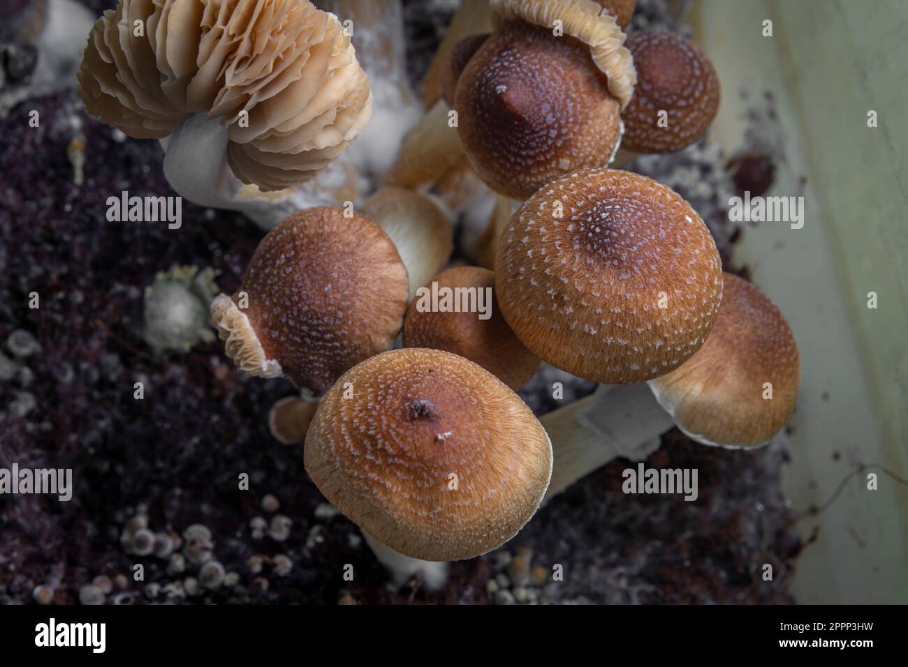 Funghi messicani sani psilocybe in scatola di plastica bagnata su tavola calda Foto Stock