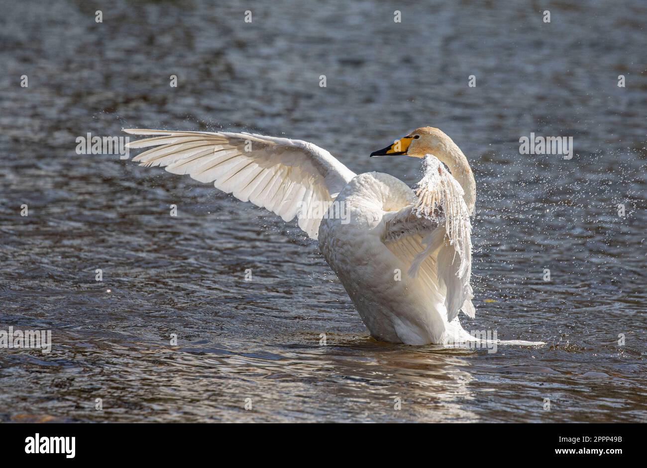 Whooper Swan, River Don, Aberdeen Foto Stock