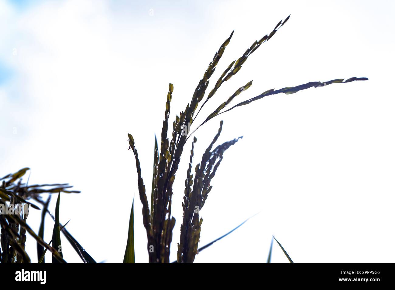la silhouette di orecchie mature di riso contro il cielo chiaro Foto Stock