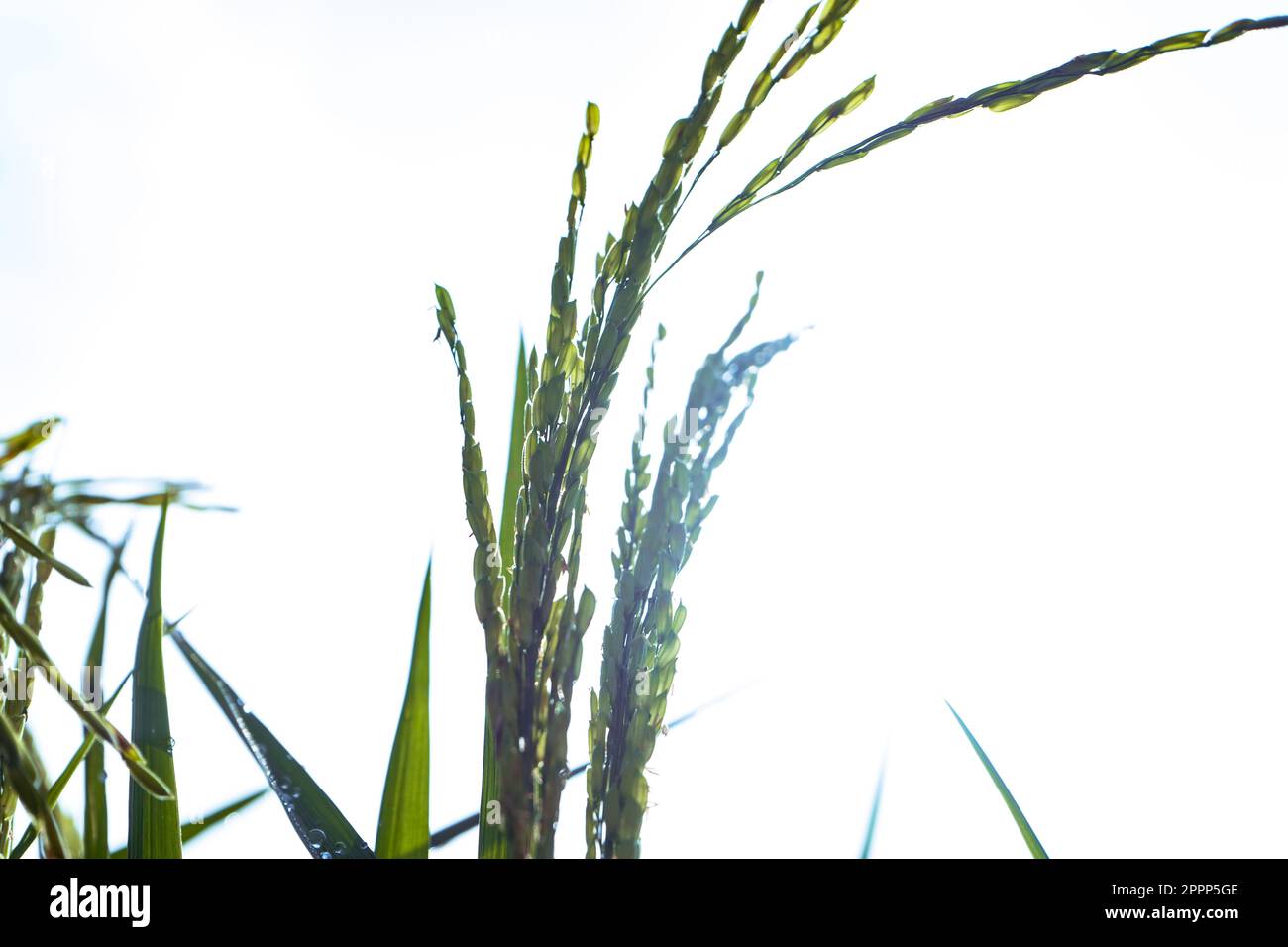 la silhouette di orecchie mature di riso contro il cielo chiaro Foto Stock