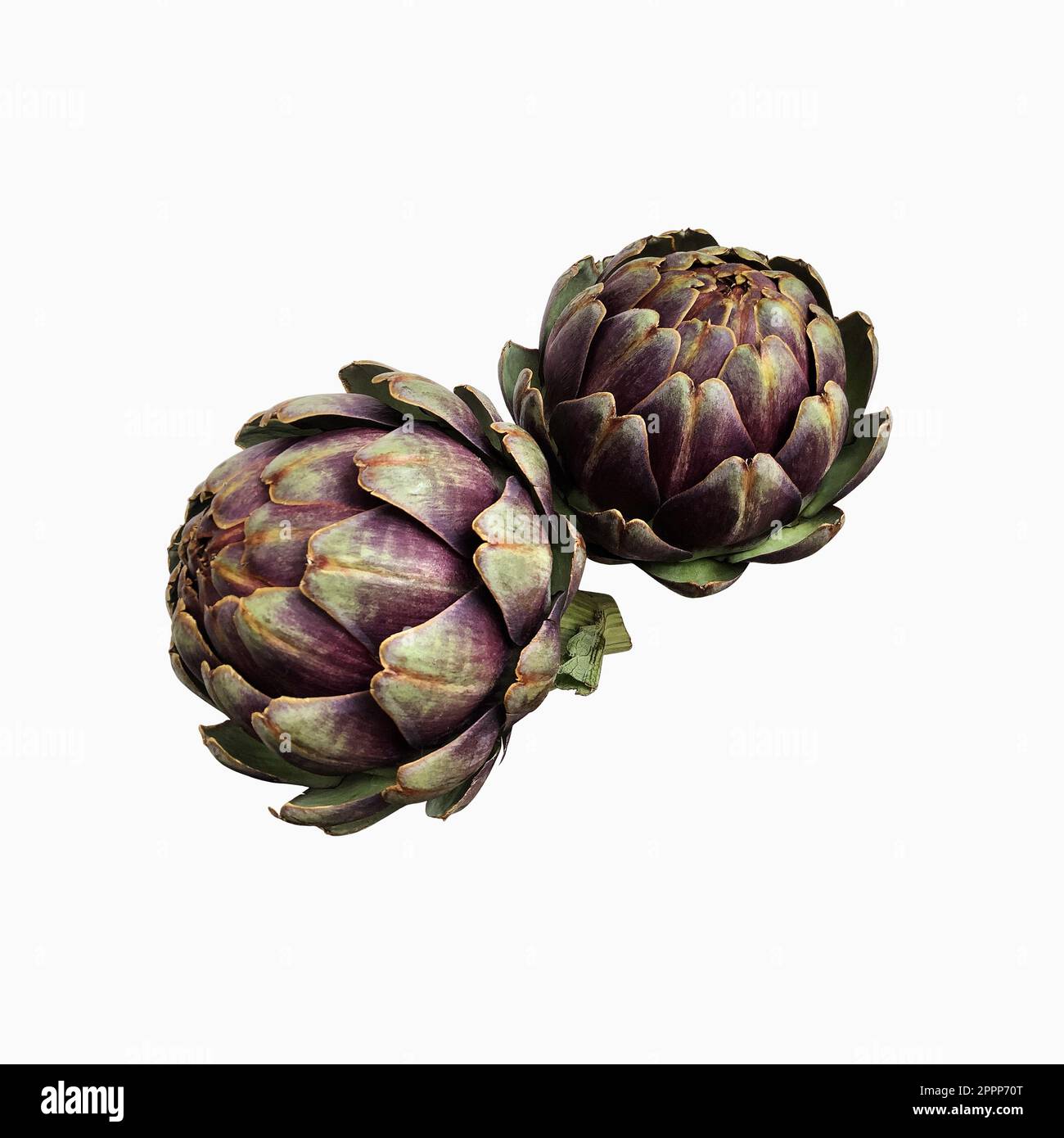 Carciofo fresco violetto vegetale ritaglio primo piano, cibo crudo dieta biologica concetto, clipping path Foto Stock