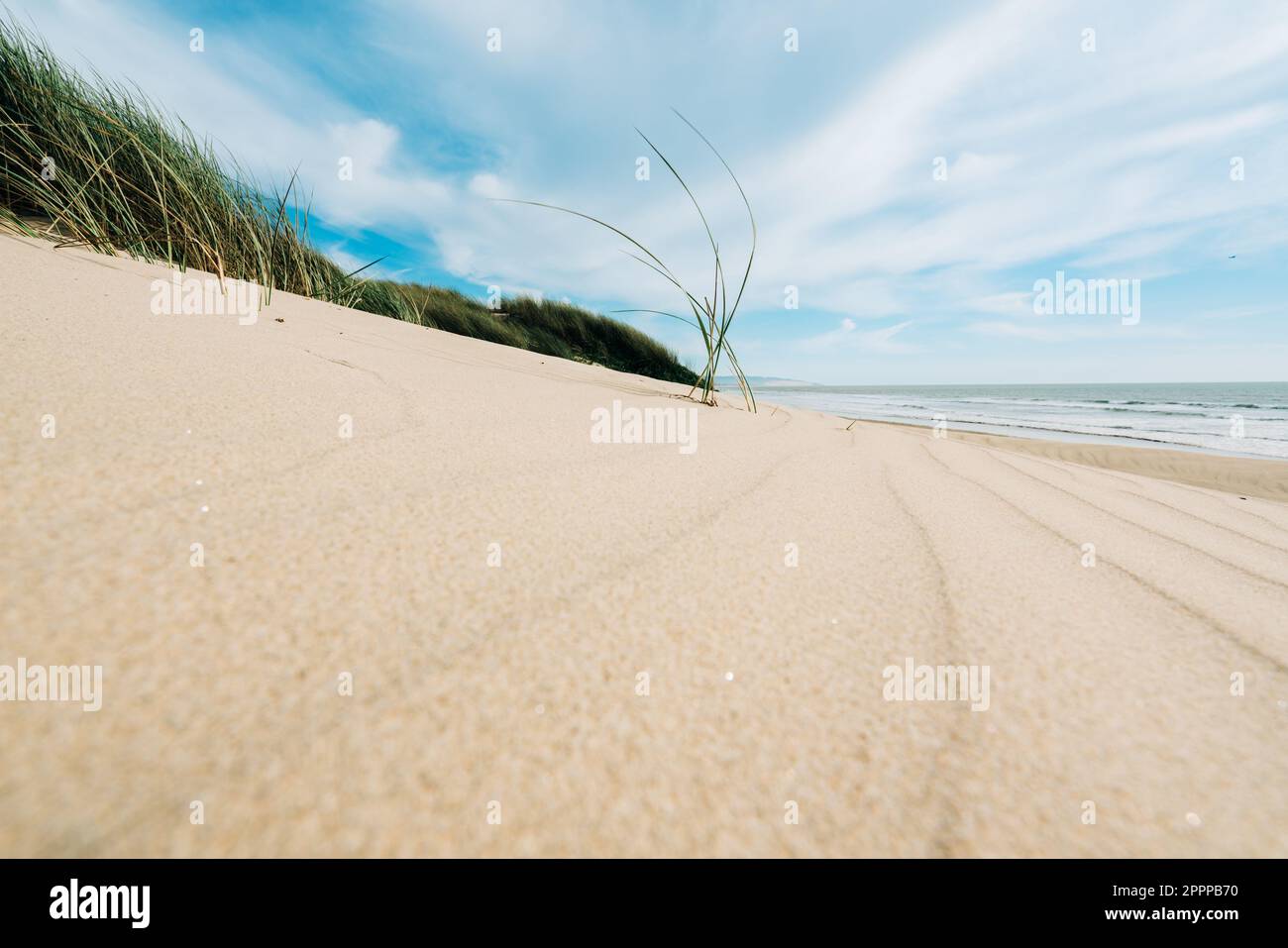 Dune di sabbia sulla riva del Pacifico, e erba spiaggia (Marram grass) che cresce nella sabbia. Paesaggio californiano con cielo nuvoloso e liscio nel b Foto Stock