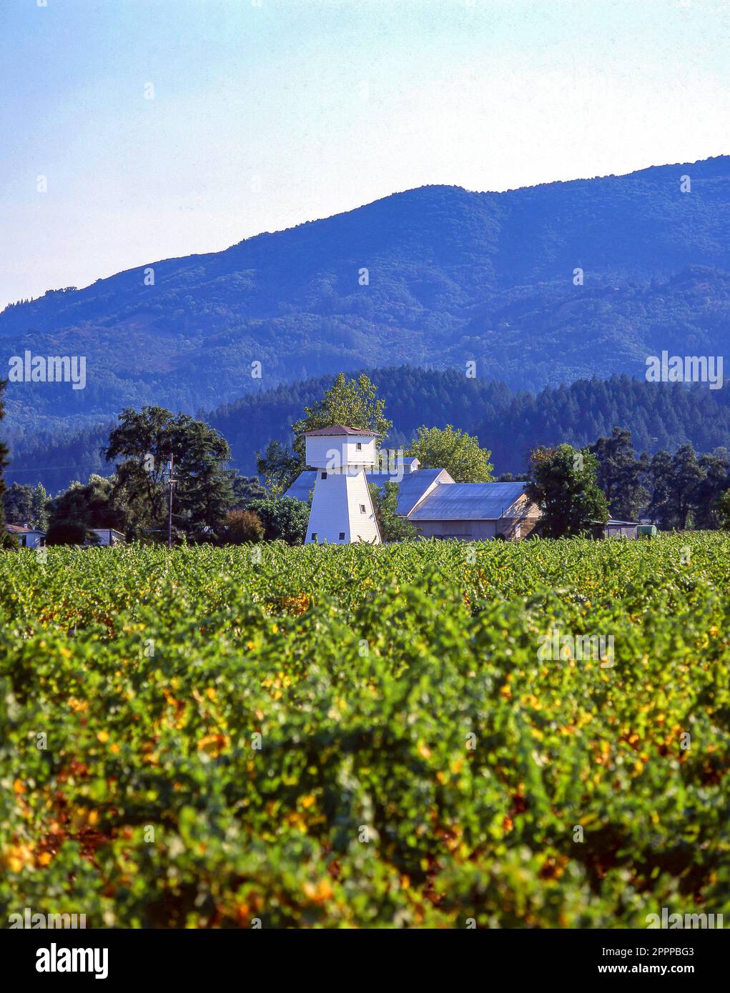 Whitehall Lane Winery, Napa Valley, St. Helena, California, Stati Uniti d'America Foto Stock