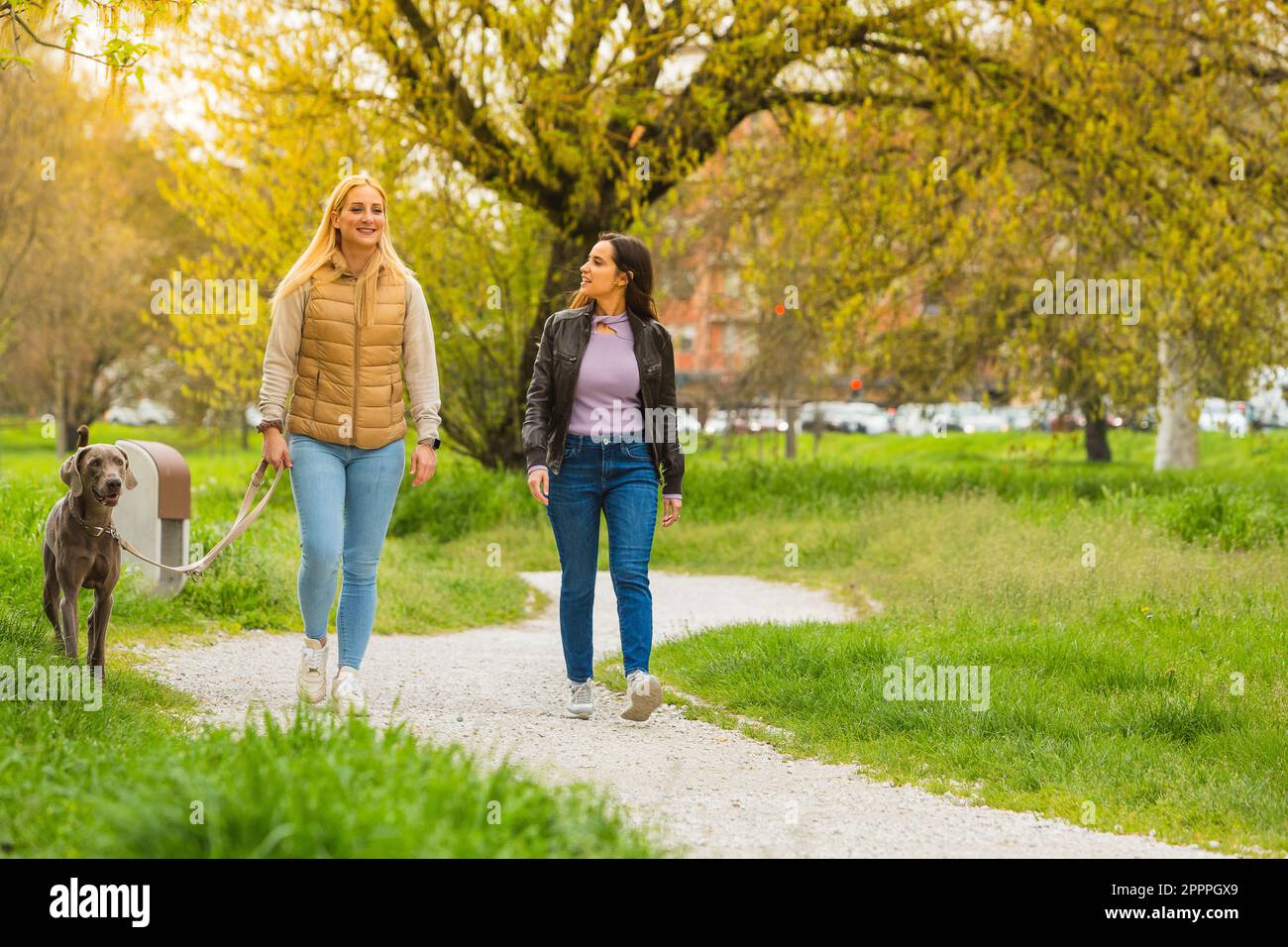 Due amici caucasici, una bionda e una brunetta, camminando con un cane Weimaraner in un parco all'aperto. Momento di tempo libero per essere in natura Foto Stock