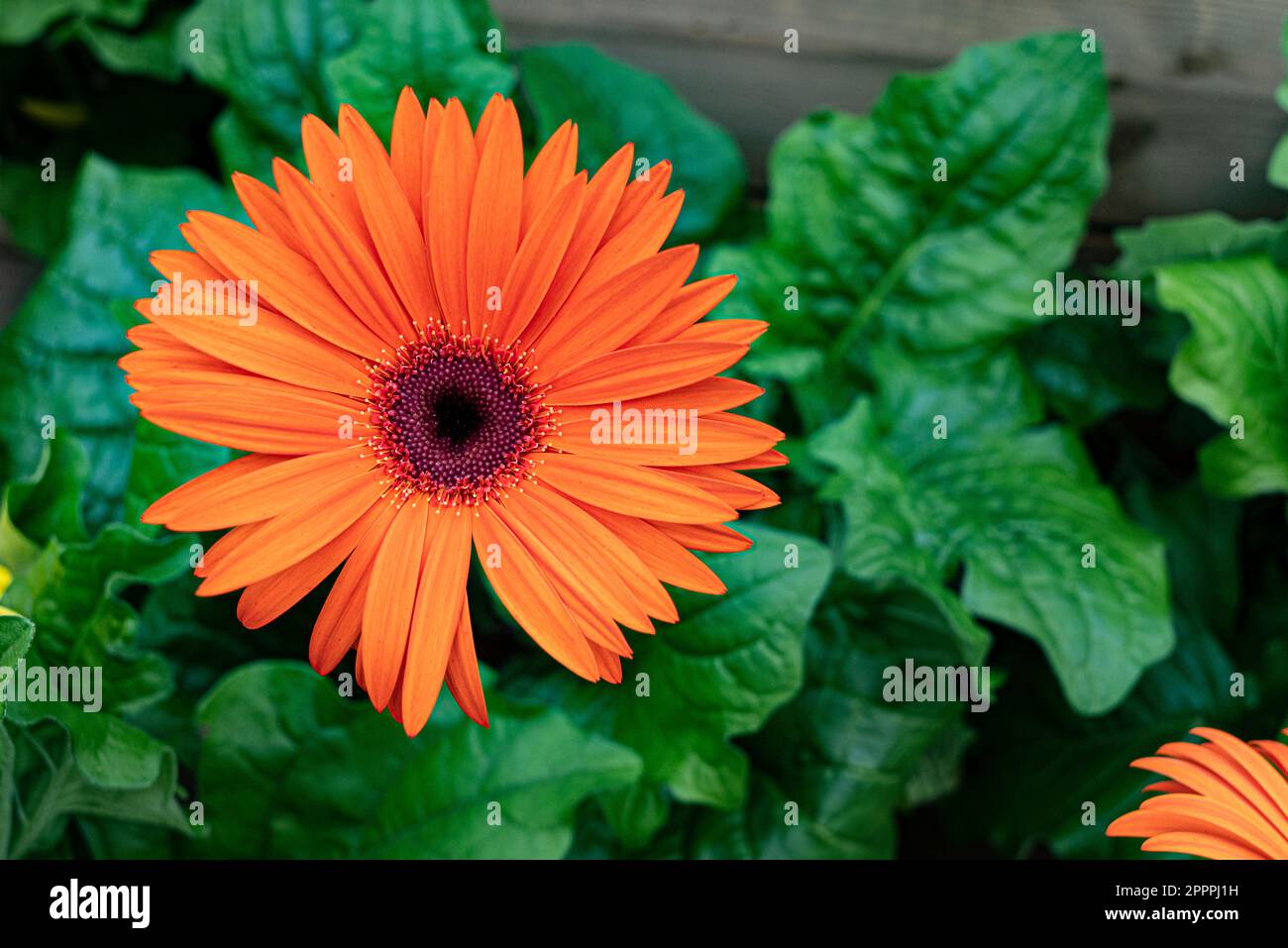 fiore di margherita arancione con fondo verde feafy. Foto Stock