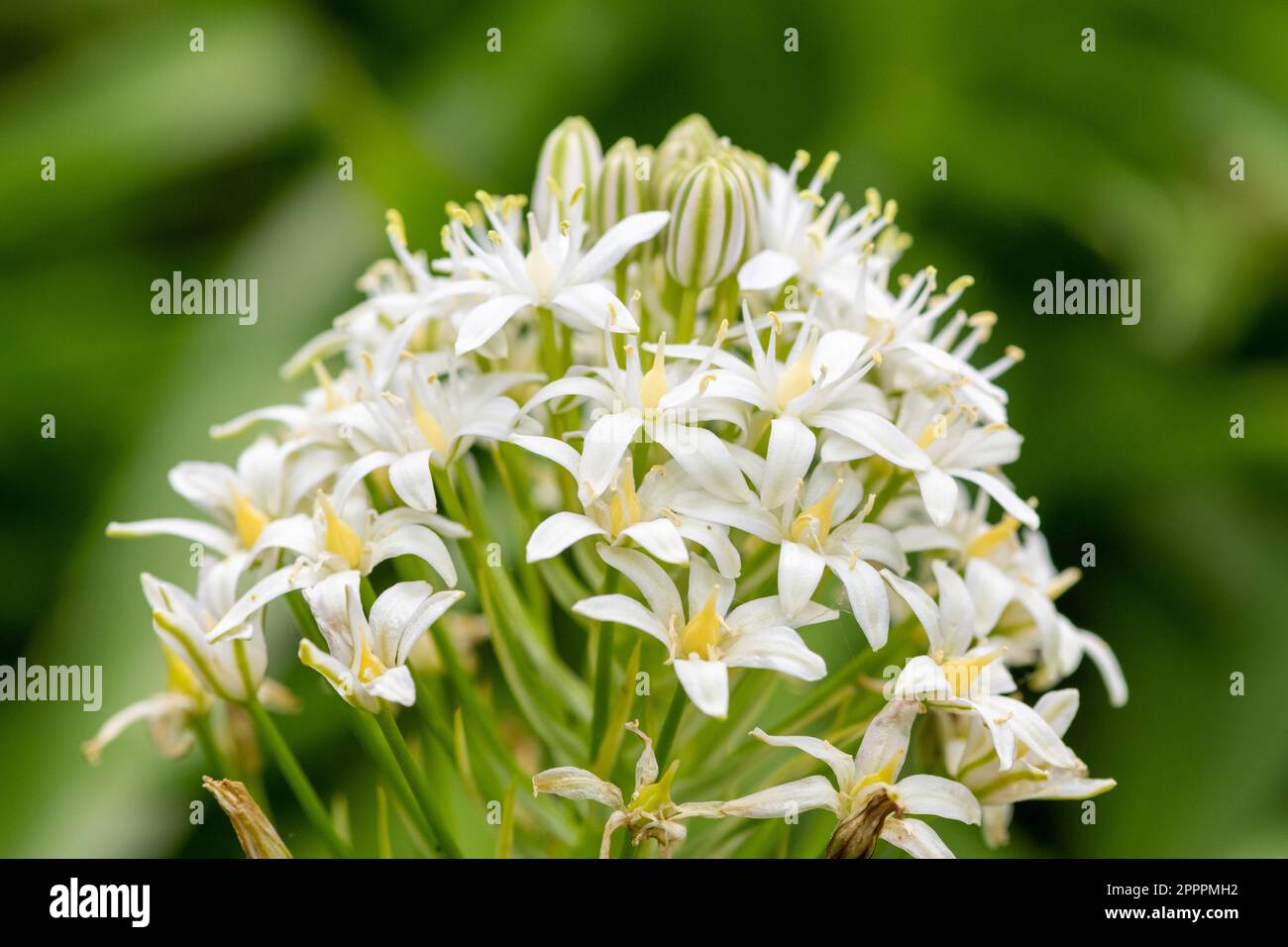 Primo piano di fiori bianchi di suill portoghese (scilla peruviana) in fiore Foto Stock