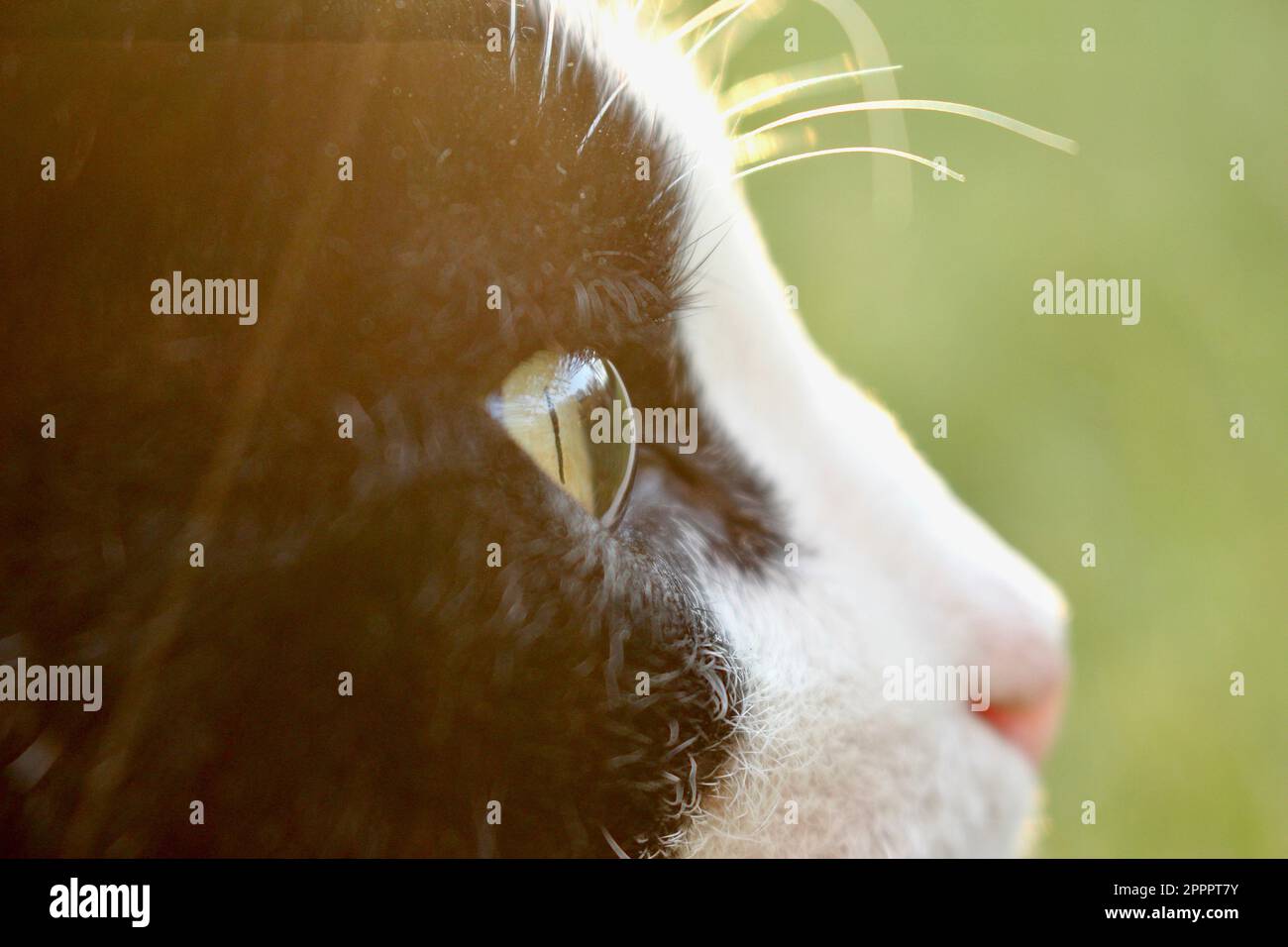 Occhio trasparente del gatto bianco e nero, guardando lontano. Foto Stock