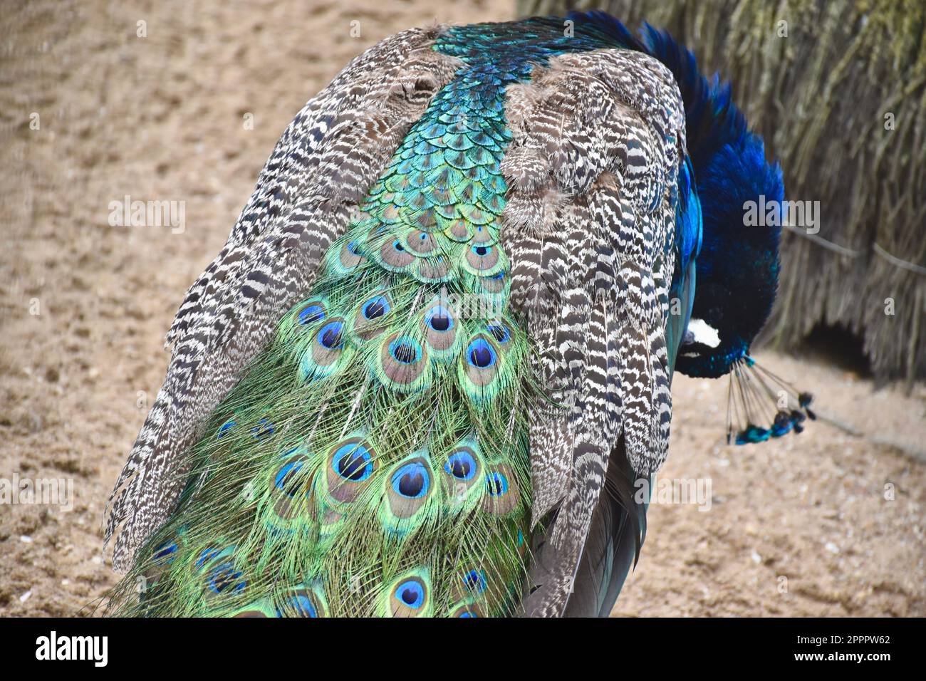 Pavone Foto Stock