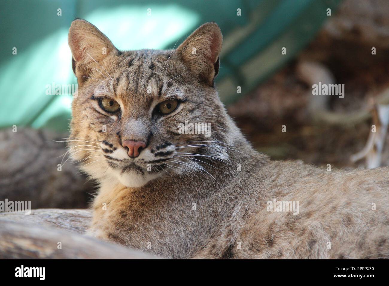 Bobcat lounging Foto Stock