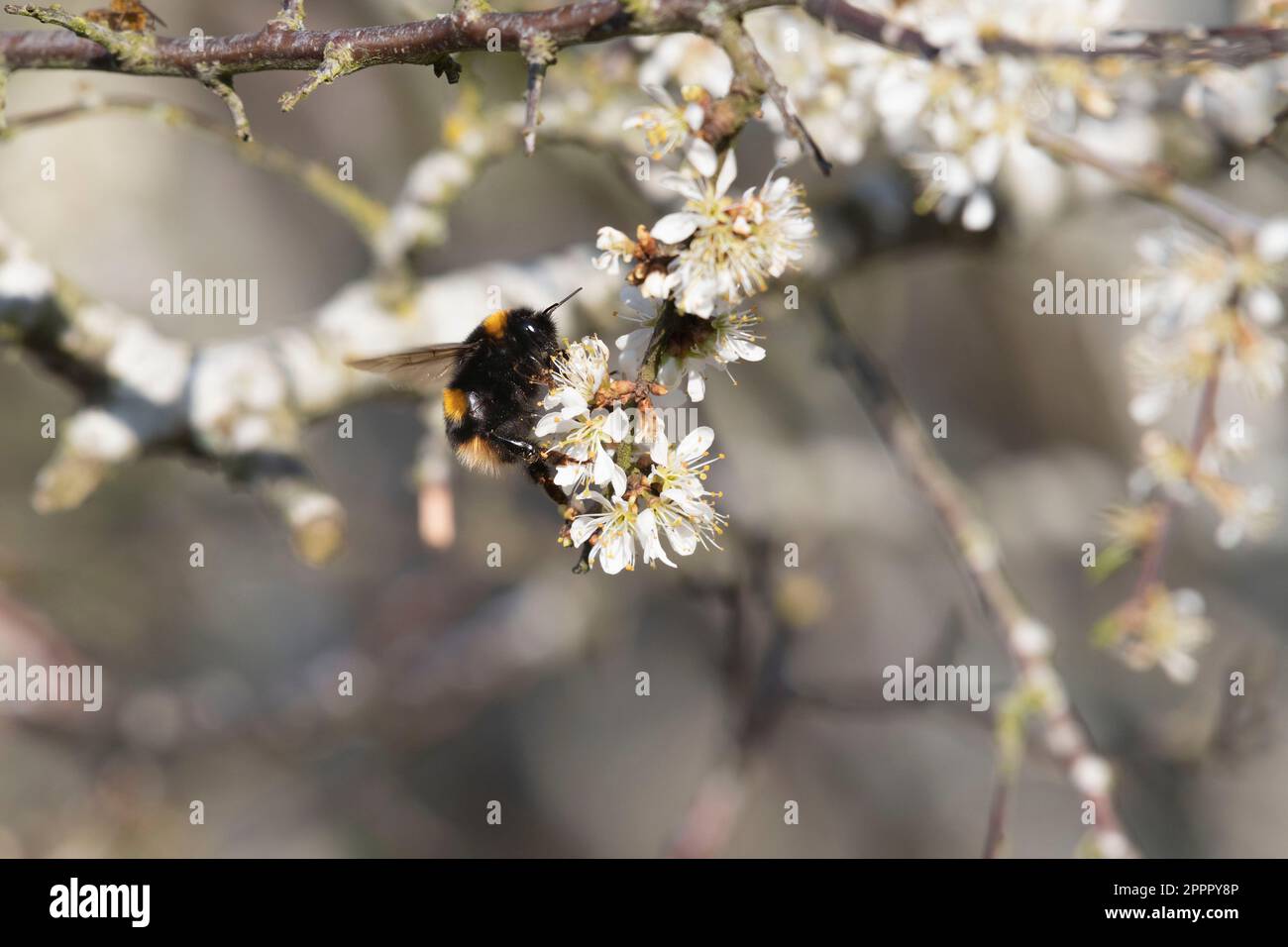 Un Bumblebee a coda di bufo (Bombus Terrestris) che raccoglie polline su Blackthorn (Prunus Spinosa) Blossom in prima serata in primavera Foto Stock