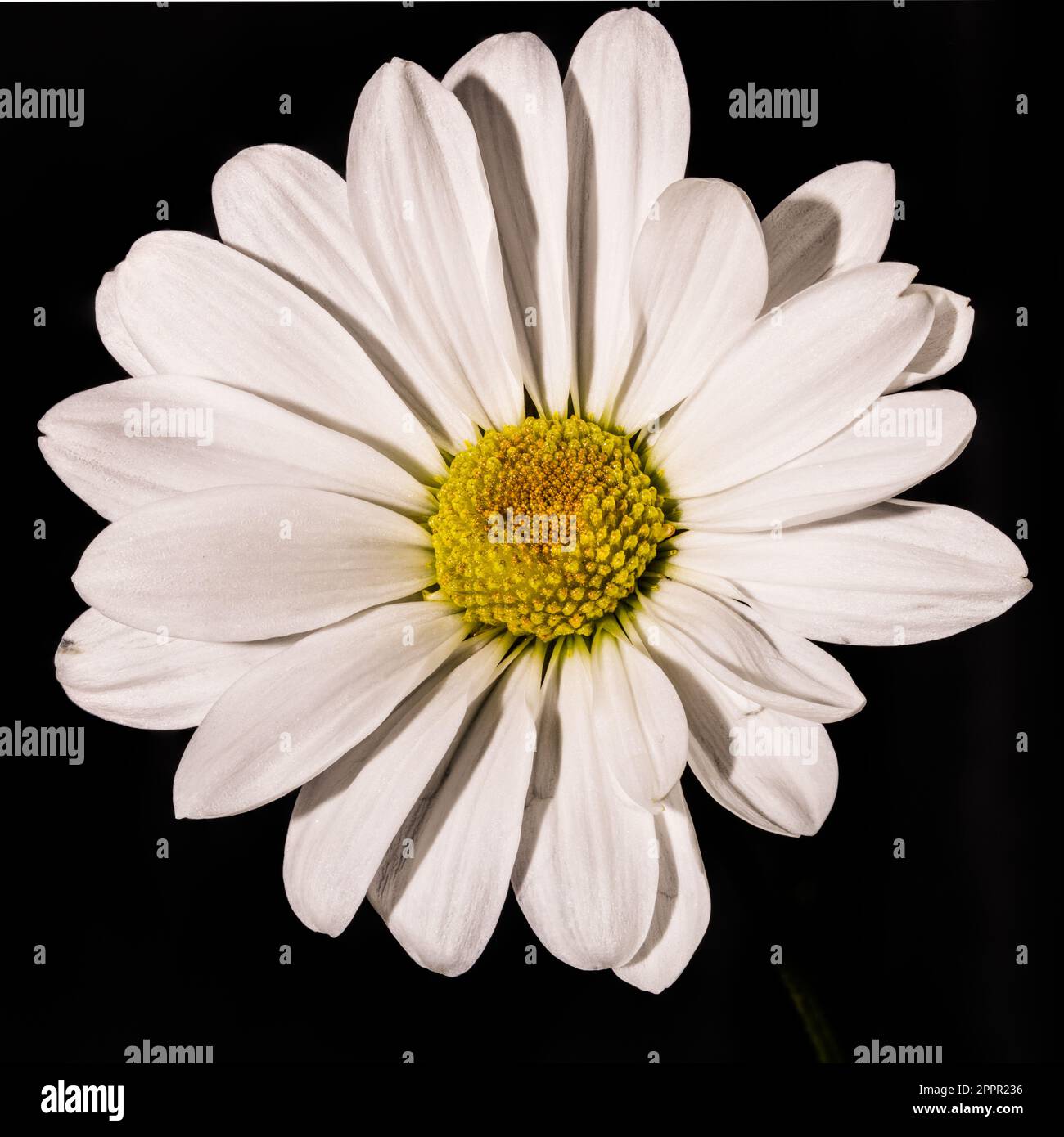 Macro 100mm di un crisantemo bianco e giallo con sfondo nero Foto Stock