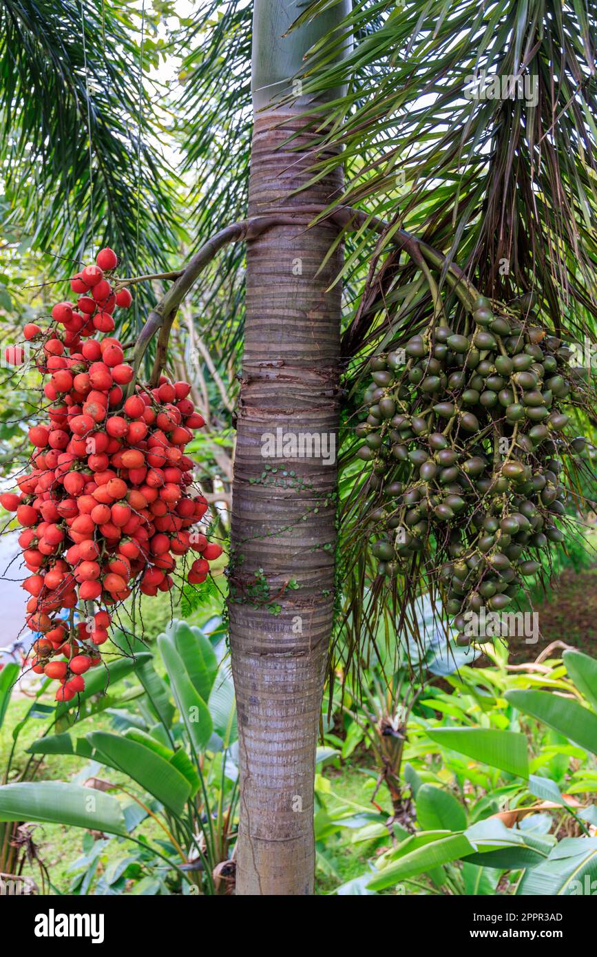 Frutti delle palme al Gardens by the Bay, Singapore Foto Stock