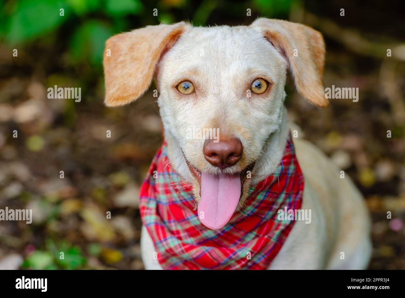 Un primo piano di Un cane felice all'aperto con linguetta appendere fuori Foto Stock