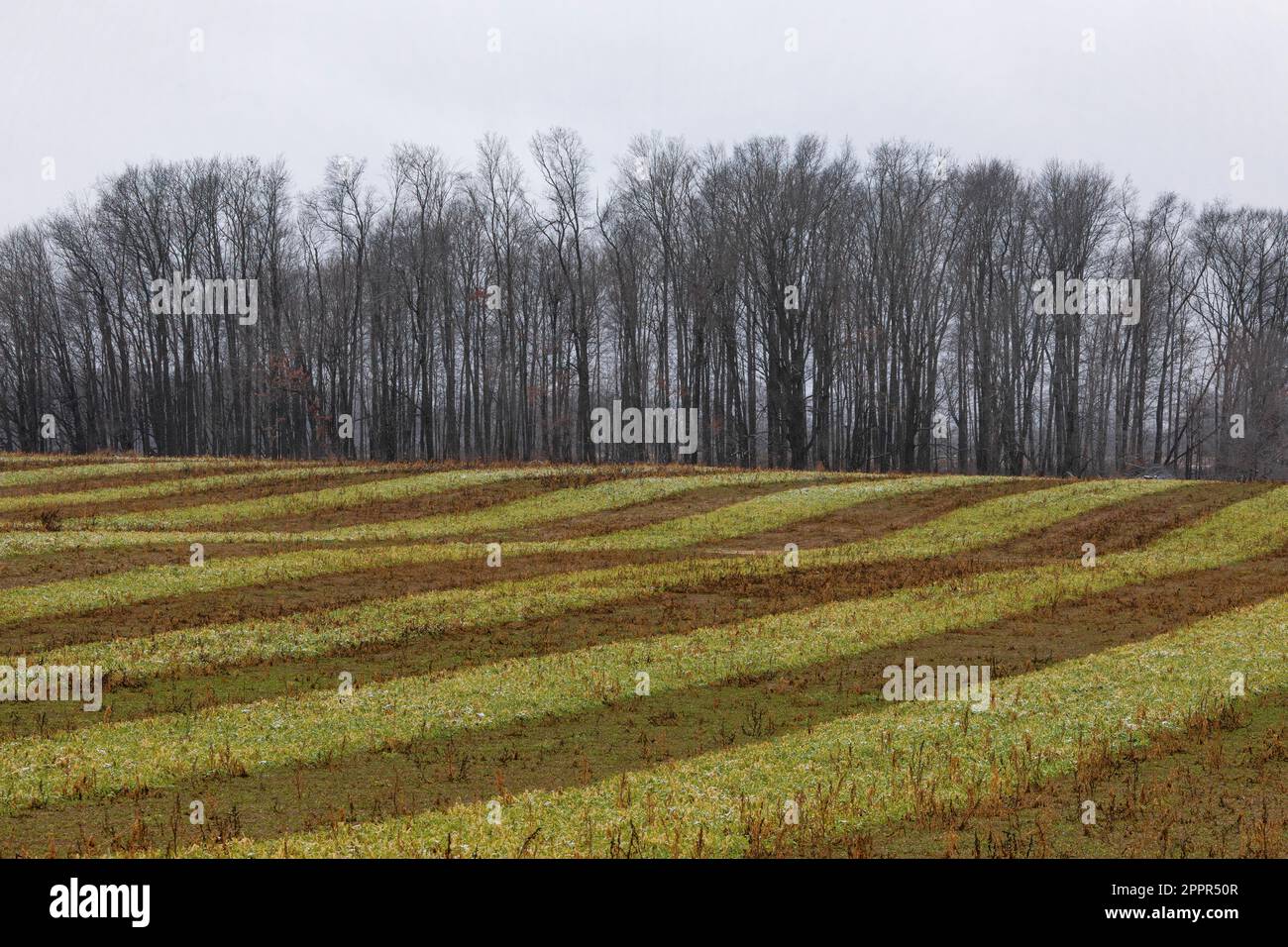 Campi agricoli a strisce nel Michigan centrale, Stati Uniti Foto Stock